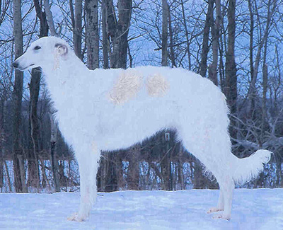 Top Conformation Borzoi 2006